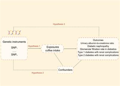 Coffee intake and risk of diabetic nephropathy: a Mendelian randomization study